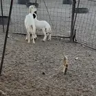 للبيع رفيديه جذعه تحتها رخل