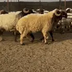 فحول نعيم مشروطه للبيع