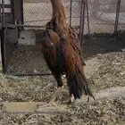 ديوك باكستاني
