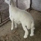 طلي حري جبر عمرة حول 6شهور