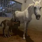 فرس عربية واهو باوراق معها مهر