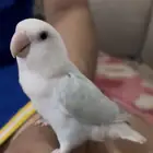 ببغاء للبيع