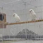 زوج روز ألبينو عيون حمراء