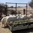 رخال حريه طيييبه جدا  جدا