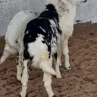 خرفان حريااات فل