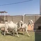 معزاء مطورات ومصريات متاوويم