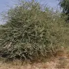 طلح طائفي