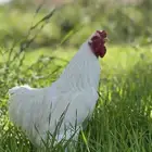 براهما - صيصان ابيض صك - اطباق بيض