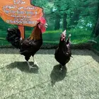 دجاج امريكي عملاقي جيرسي - دجاج عربي ترثه شوكي