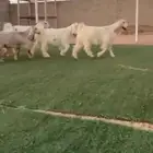 جفار عوارض بيض خصم
