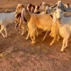 معزاء مشاريك طيبه