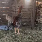 دجاج باكستاني