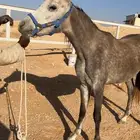 مهر. للبيع بدون أوراق