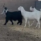 للبيع ثلاث معزاء ماشرط الضريع وهن مع الفحول السوم 1230
