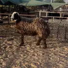 شاه صنف خصم