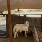 ذبائح بالتقسيط