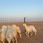 رخال حرش دفيع كلها جذعات لك ولزمن مشالله باقي تفاصيل وتسب