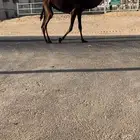 للبيع مفروده كفو