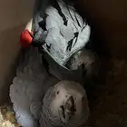 ذكر كاسكو للانتاج
