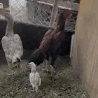 دجاج باكستاني