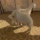 خرفان حريات فل ظهر وطرف