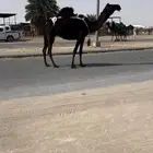 خلفه كفو