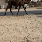 للبيع القحه كفو