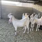 معزا جفار اعمارها 7 شهور وفوق
