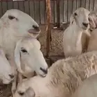 ضان حريات