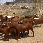 عنقان جذعات دهم للبيع العدد 25 راس تحتها 1