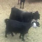 معزا للبيع