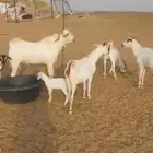 ماعز مقاني للبيع