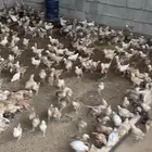 صوص بلدي