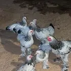 دجاج براهما طقم 6 دجاج وديك كولومبي