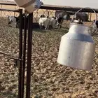 منتجات البان وسمن غنم صافي من العكة