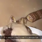الموقع صامطه ومتوفر توصيل ب 15