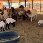 غنم نعيم مراح عددها تقريبا 40 مع فحلها ومتابيعها 11