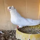 ذكر قندي