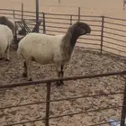 نعيم صنف
