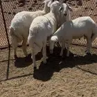 طليان طيبه