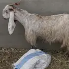 عنز حليب مشروكه