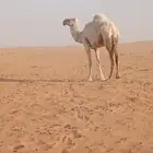 ابل حيل نياق ناقه حايل للبيع