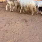 شياه عيسيات صنف