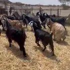 ماعز