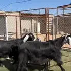 معزاء عوارض مواليد