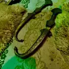 حناجر عثمانيه او ايرانيه