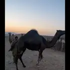 ناقه البيع