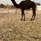 حقه كفو