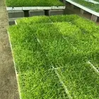 شتلات بونيكام