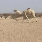 بعير كحيلاني طيب